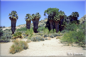 Cottonwood Oasis